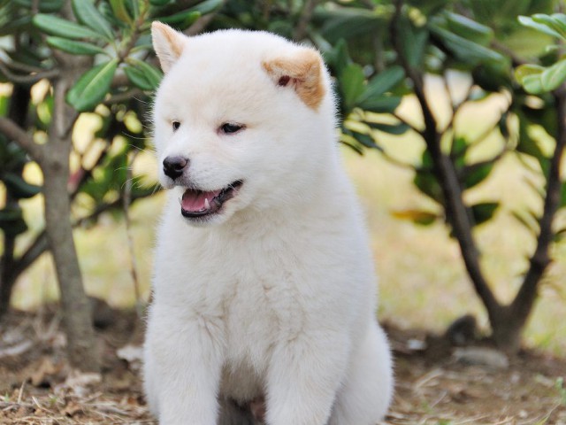 DSC_0609Shiba DSC_0609Shiba