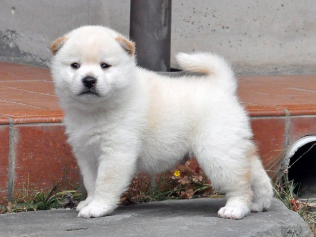 DSC_0621SHIBA DSC_0621SHIBA