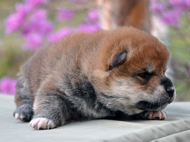 DSC_0702SHIBA DSC_0702SHIBA