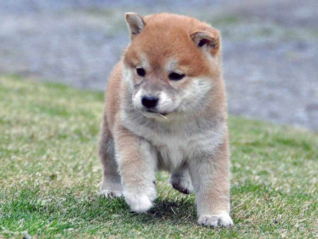 DSC_0703SHIBA DSC_0703SHIBA