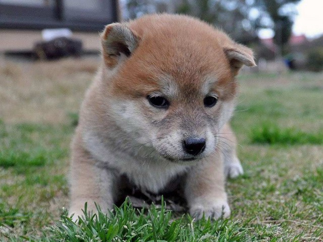 DSC_0724SHIBA DSC_0724SHIBA