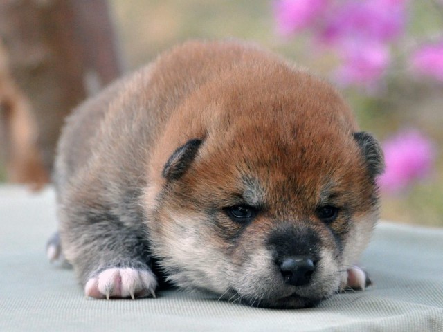 DSC_0726SHIBA DSC_0726SHIBA