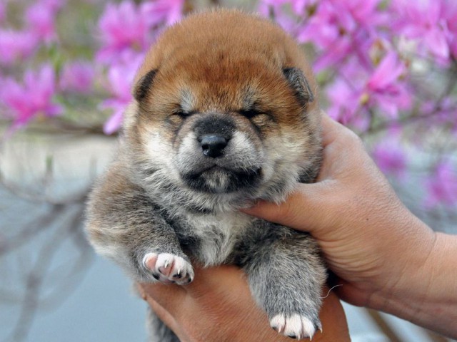 DSC_0756SHIBA DSC_0756SHIBA