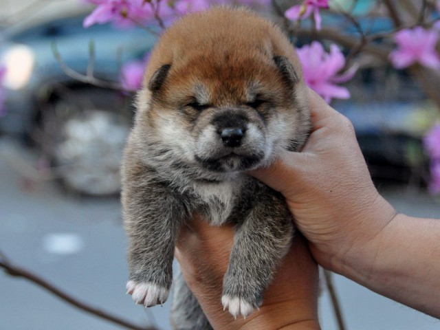 DSC_0774SHIBA DSC_0774SHIBA