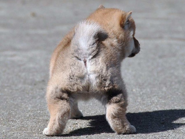 DSC_0829shiba DSC_0829shiba