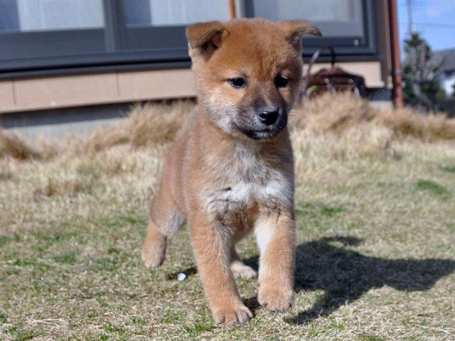 DSC_0873SHIBA DSC_0873SHIBA