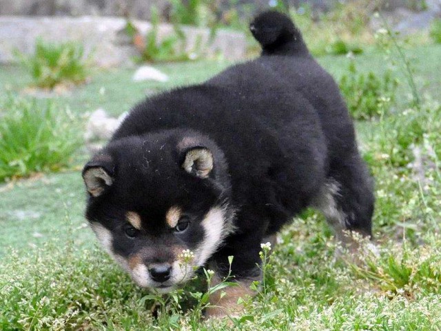 DSC_0881SHIBA DSC_0881SHIBA