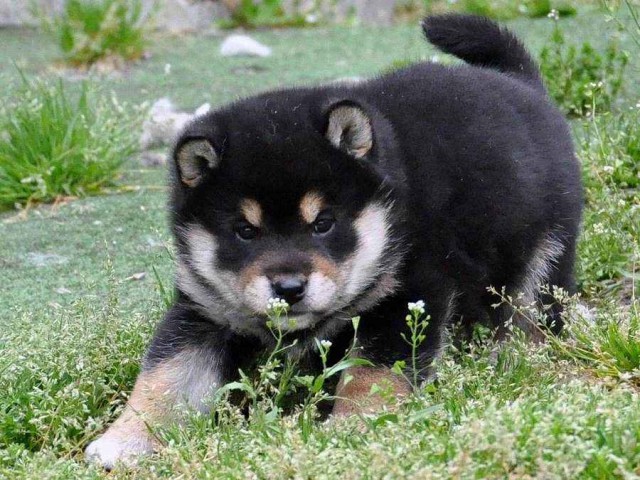 DSC_0890SHIBA DSC_0890SHIBA