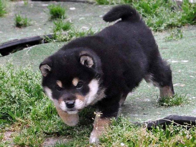 DSC_0898SHIBA DSC_0898SHIBA