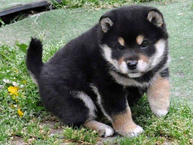DSC_0901SHIBA DSC_0901SHIBA