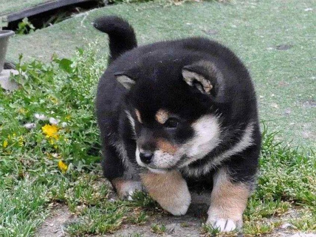 DSC_0902SHIBA DSC_0902SHIBA