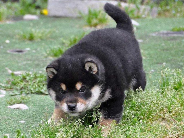 DSC_0915SHIBA DSC_0915SHIBA