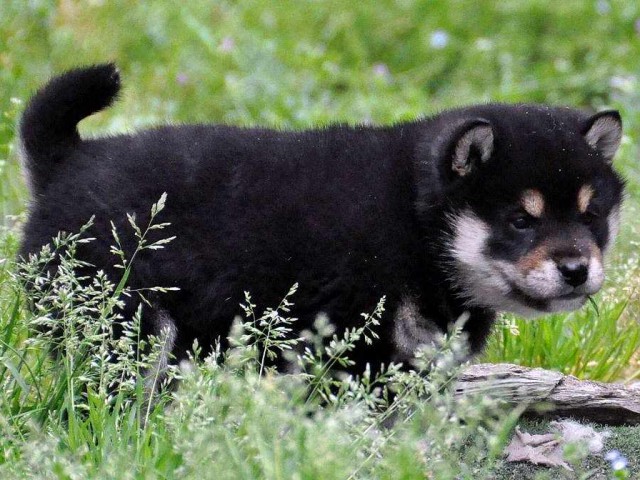 DSC_0925SHIBA DSC_0925SHIBA
