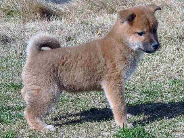 DSC_0949SHIBA DSC_0949SHIBA