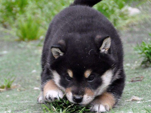 DSC_0966SHIBA DSC_0966SHIBA