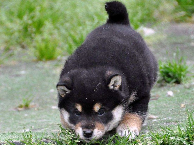 DSC_0968SHIBA DSC_0968SHIBA