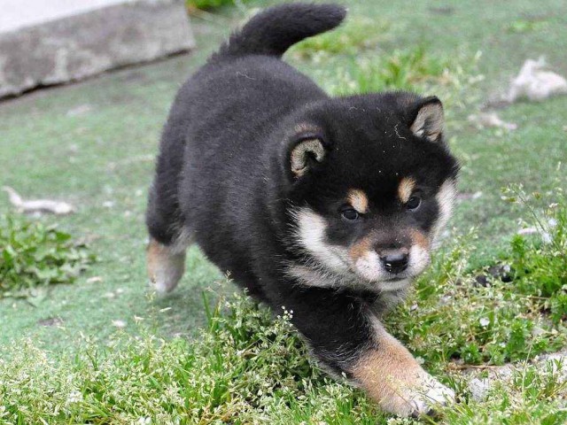 DSC_0976SHIBA DSC_0976SHIBA