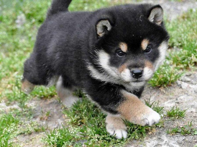 DSC_0978SHIBA DSC_0978SHIBA