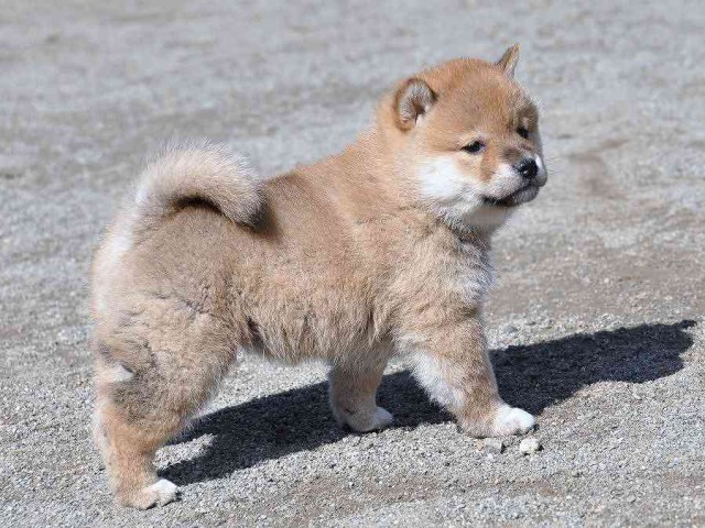 DSC_0981shiba DSC_0981shiba
