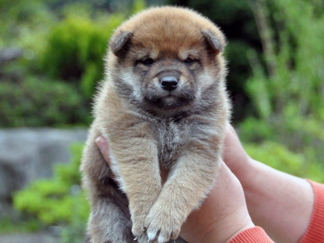 DSC_0990SHIBA DSC_0990SHIBA