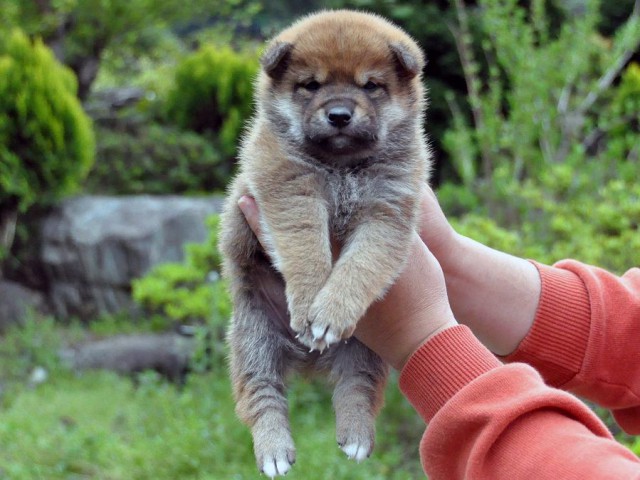 DSC_0996SHIBA DSC_0996SHIBA