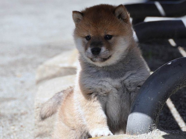 DSC_0997shiba DSC_0997shiba