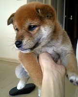 DVC00069Shiba