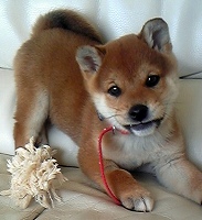 DVC00097Shiba