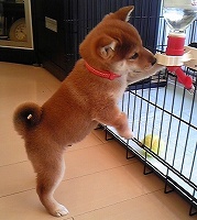 DVC00099Shiba