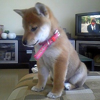 DVC00110Shiba