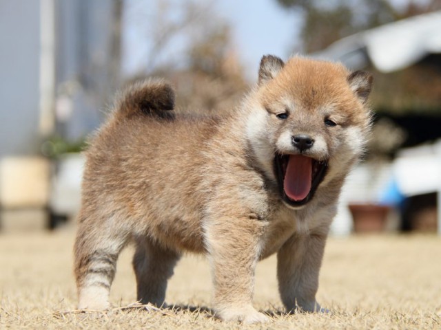 IMG_0015-shibainu-puppy IMG_0015-shibainu-puppy