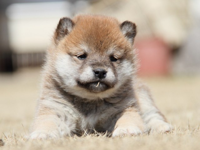 IMG_0026-shibainu-puppy IMG_0026-shibainu-puppy