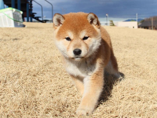 IMG_0040shibainu IMG_0040shibainu