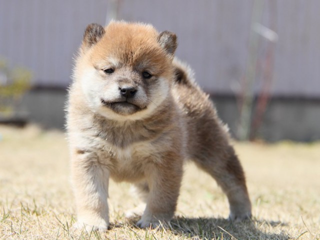 IMG_0065-shibainu-puppy IMG_0065-shibainu-puppy