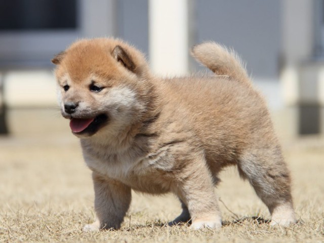 IMG_0076-shibainu-puppy IMG_0076-shibainu-puppy