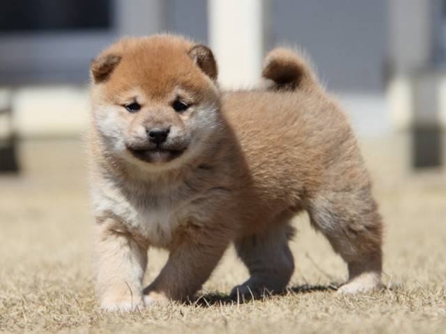 IMG_0081-shibainu-puppy IMG_0081-shibainu-puppy