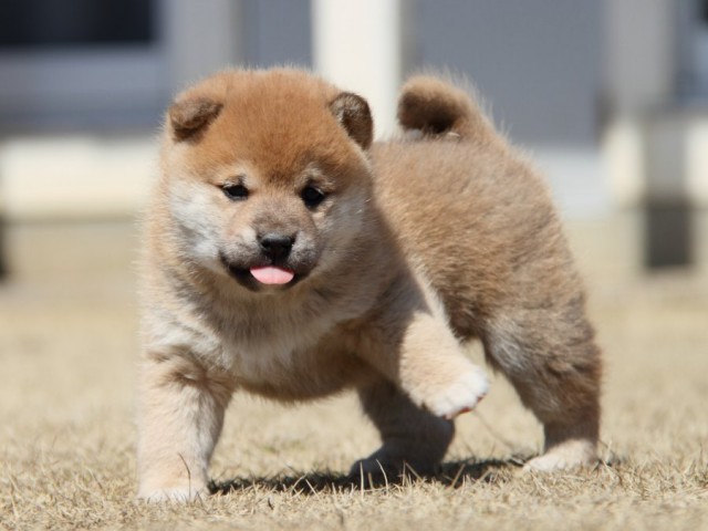 IMG_0082-shibainu-puppy IMG_0082-shibainu-puppy