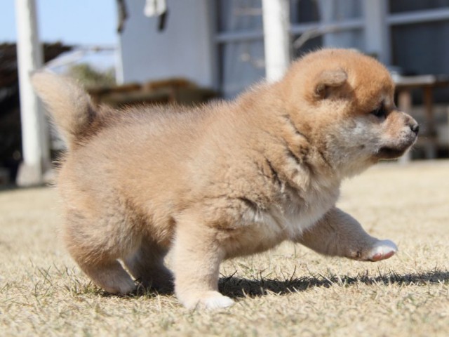 IMG_0095-shibainu-puppy IMG_0095-shibainu-puppy