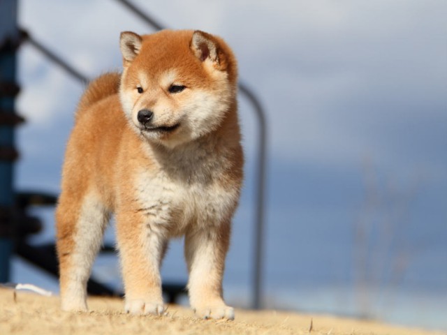 IMG_0098shibainu IMG_0098shibainu