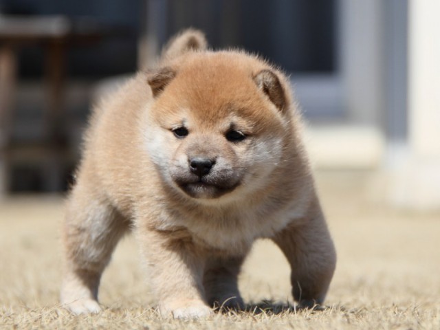 IMG_0103-shibainu-puppy IMG_0103-shibainu-puppy