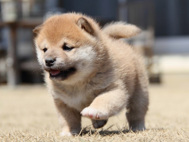 IMG_0105-shibainu-puppy IMG_0105-shibainu-puppy