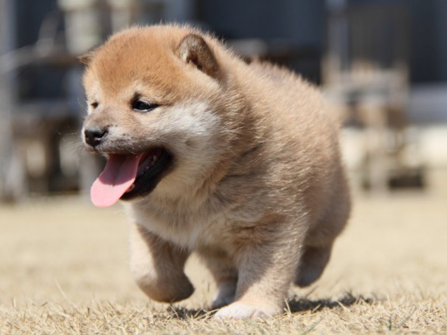 IMG_0106-shibainu-puppy IMG_0106-shibainu-puppy