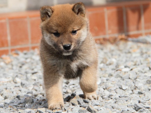 IMG_0116Shiba IMG_0116Shiba