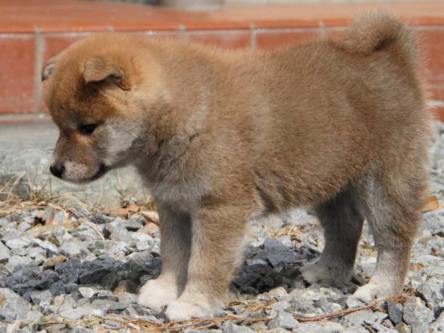 IMG_0147Shiba IMG_0147Shiba