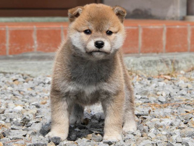 IMG_0152Shiba IMG_0152Shiba
