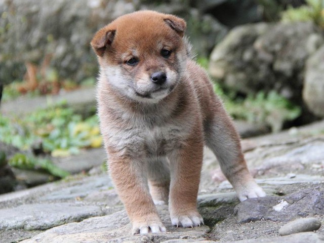IMG_0159Shiba IMG_0159Shiba