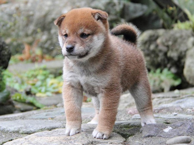 IMG_0161Shiba IMG_0161Shiba