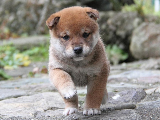 IMG_0166Shiba IMG_0166Shiba