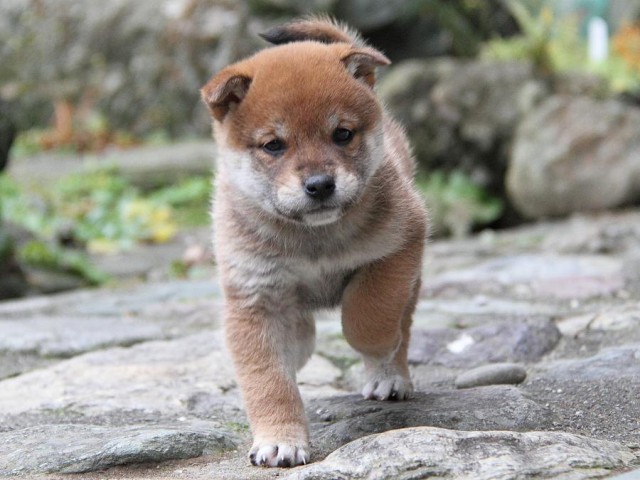 IMG_0167Shiba IMG_0167Shiba