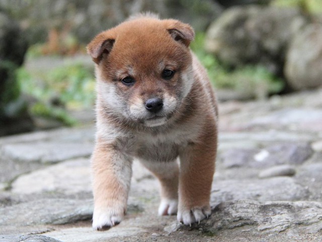 IMG_0168Shiba IMG_0168Shiba